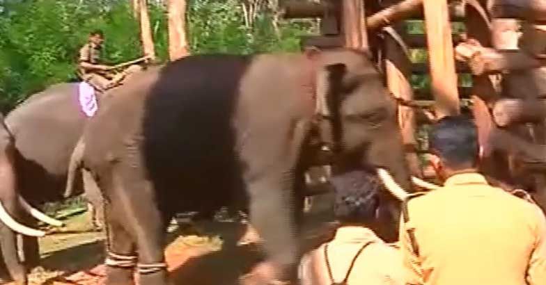Wild tusker captured at Wayanad